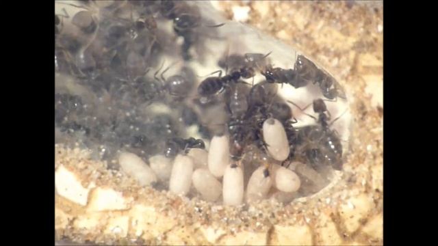 Lasius Chthonolasius sp. queen (parasite) and L. cf. niger workers (slaves) смотреть онлайн