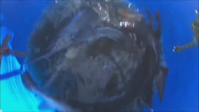 Зарыбление нижнего пруда осетром, 250 кг. Клёвое место Лосиный остров. смотреть онлайн