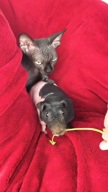 Guinea pig и Лысая кошка сфинкс друзья смотреть онлайн