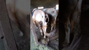 Сдача быков