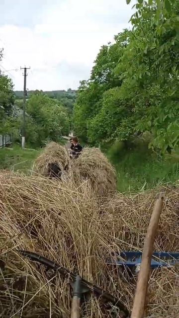 ЗАГОТОВКА СІНА НА ЗИМУ.#Shorts. смотреть онлайн