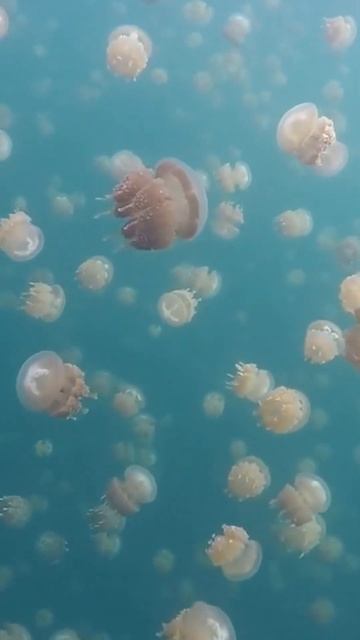 Jellyfish Wonders: 5 Jaw-Dropping Facts in 35 Seconds! 🌊🤯#shorts #jellyfish смотреть онлайн