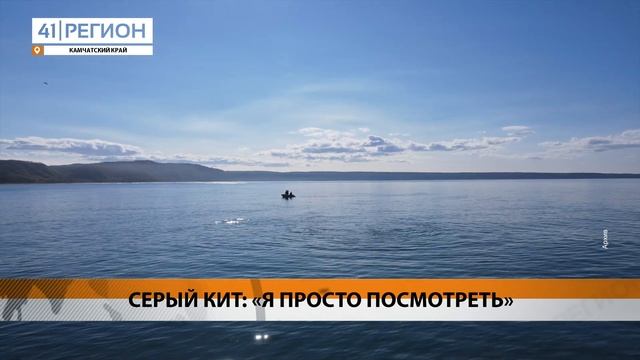 РАБОТУ УЧЁНЫХ ПРОКОНТРОЛИРОВАЛ СЕРЫЙ КИТ • НОВОСТИ КАМЧАТКИ смотреть онлайн