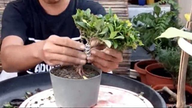 Membuat Small Bonsai Asoka Pink, Bahan Ke 2 смотреть онлайн