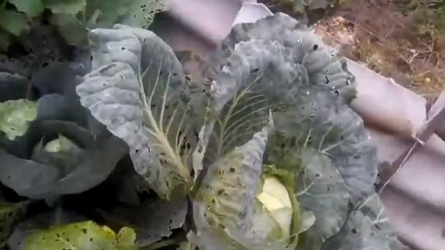 Ищу улиток/потеряла улиток/видео не будет? смотреть онлайн