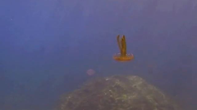Jellyfish смотреть онлайн