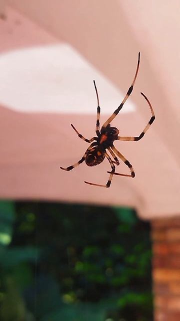 #shorts Spider With Three Super Powers#Wild Hunters#Giant Spider 🕷️🕷️🕷️ смотреть онлайн