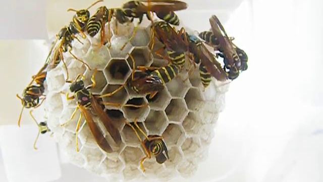 Polistes chinensis смотреть онлайн