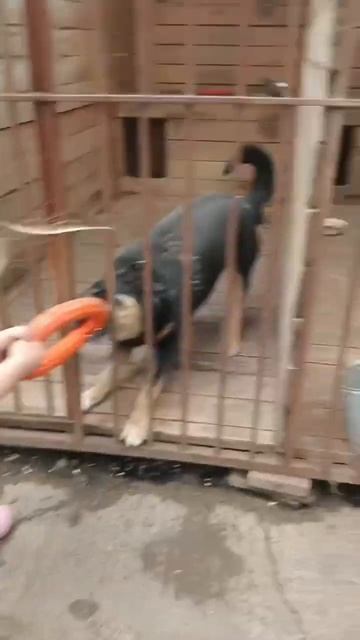 Когда не понимаешь, что такое игры❗️Обязательно досмотрите до конца ❗️ #приютдлясобак #юмор #хаски смотреть онлайн