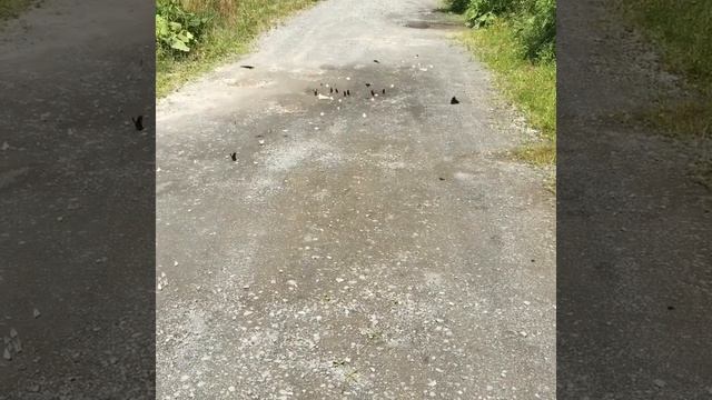 ミヤマカラスアゲハの乱舞❤️ смотреть онлайн