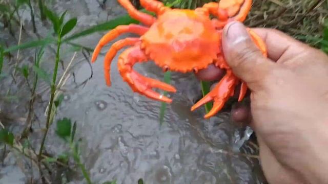 Sea Animal Toys, Sharks, Clown Fish, Nemo Fish, Whales - Part39 смотреть онлайн