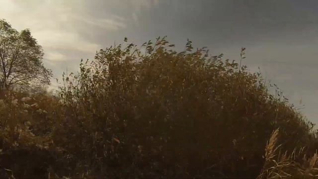 Охота на фазана 15 10 16 смотреть онлайн