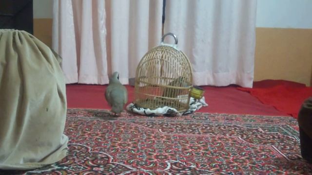 چکور کے شوقین حضرات کیلئے نئے پہاڑی چکور کا شوق keklik sesi @keklik-tv @KEKLIKASKI смотреть онлайн