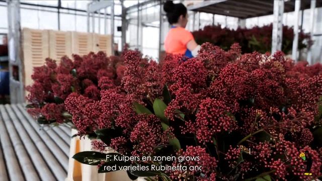 F. Kuipers & zonen Skimmia's смотреть онлайн