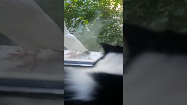 Грозный кот охотится на голубя! смотреть онлайн