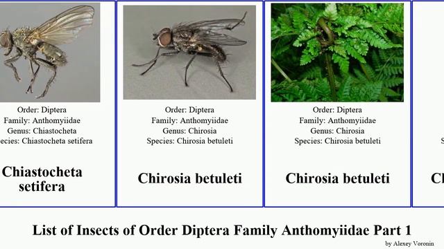 List of Insects of Order Diptera Family Anthomyiidae Part 1 delia anthomyia botanophila egle socia смотреть онлайн