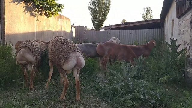 туугандар на оценку (сынак) Бир жаштыктар смотреть онлайн