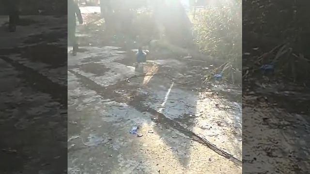 павлин мавлин (с) САР смотреть онлайн