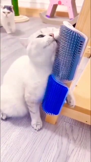 Best cat brush for shedding 2023 #shorts смотреть онлайн