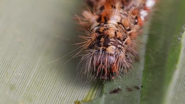 Acronicta rumicis смотреть онлайн