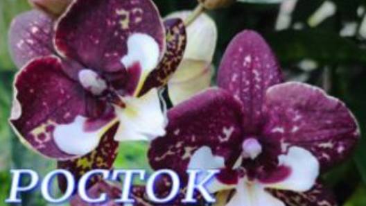 №1015/ Свежие СОРТОВЫЕ орхидеи в с/ц РОСТОК смотреть онлайн