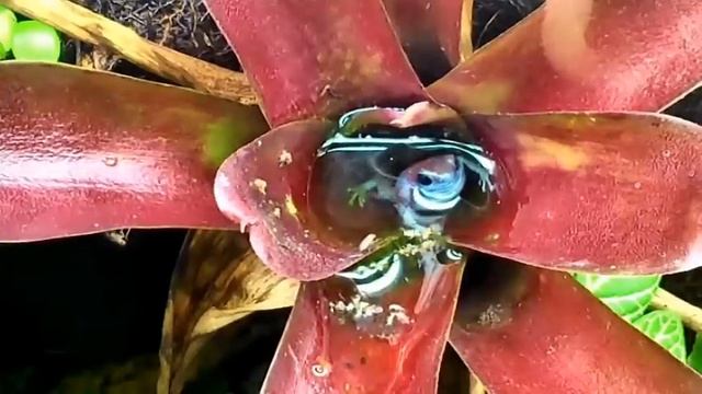 Female Oophaga pumilio Esperanza feeding her tadpole смотреть онлайн
