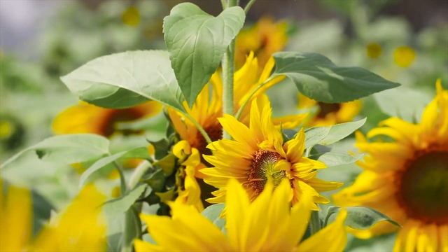 4k Video UltraHD HDR (60fps) colourful sunflowers #HDR #4k #60fps смотреть онлайн