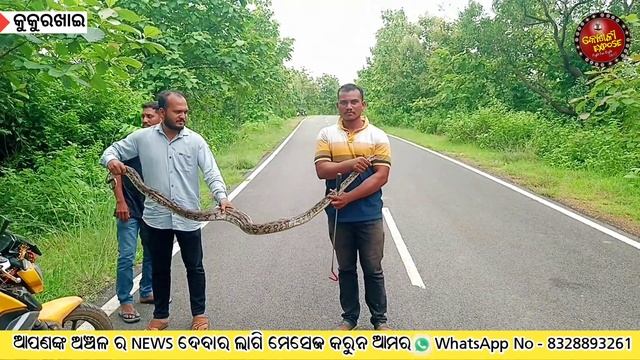 ୮ ଫୁଟ ଲମ୍ବା ଅଜଗର ବାହାରିଲା କୁକୁରଖାଇ ସୋଲାର ପ୍ଲାଣ୍ଟ ନେ Python Snake Rescue In Balangir #news #python