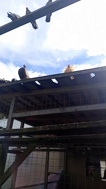 голуби смотреть онлайн