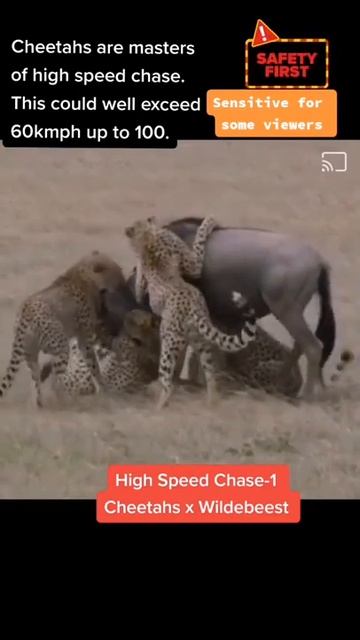 High Speed Chase. Cheetahs vs Wildebeets Part 3 #shorts смотреть онлайн