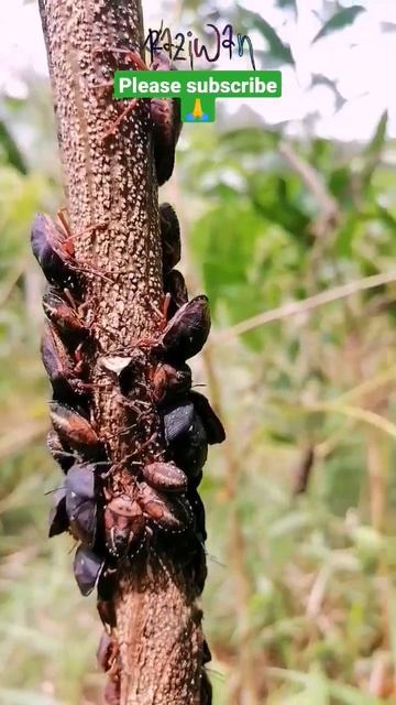 serangga kecil berkumpul #shorts #shorts_video смотреть онлайн