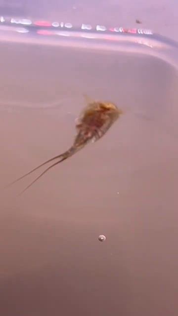 Tadpole shrimp scavenging for food смотреть онлайн