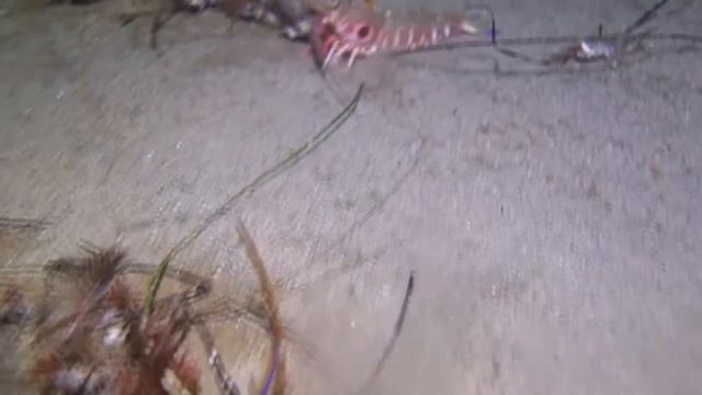 Popcorn Shrimp. Target Shrimp jump as I swim by while scuba diving. смотреть онлайн