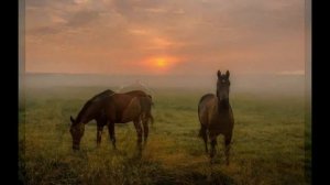Пелагея - Выйду ночью в поле с конем