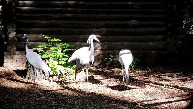 С днём Журавля всех! 10.09.2023 смотреть онлайн