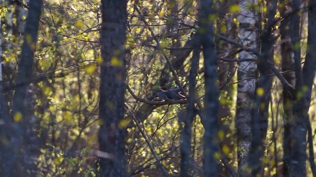 Ставь лайк, если в первый раз в жизни увидел кукушку. смотреть онлайн