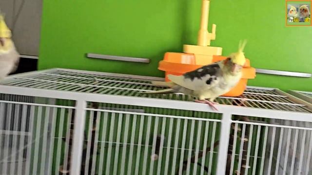 Funny Parrotszotti 452. Life of Cockatiels and budgies. Жизнь корелл и волнистых попугаев смотреть онлайн