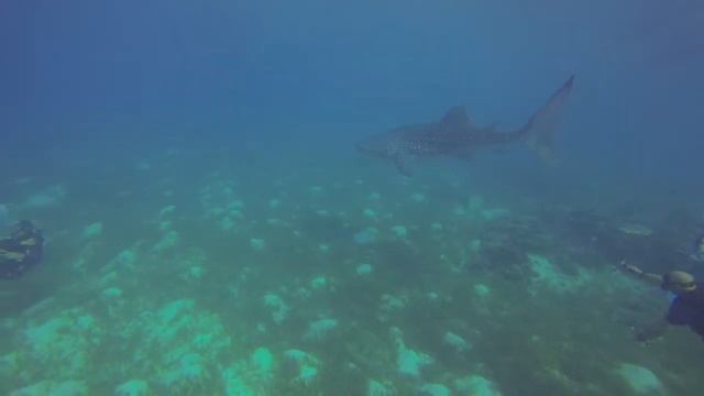 Philippines Whale Shark Dive смотреть онлайн