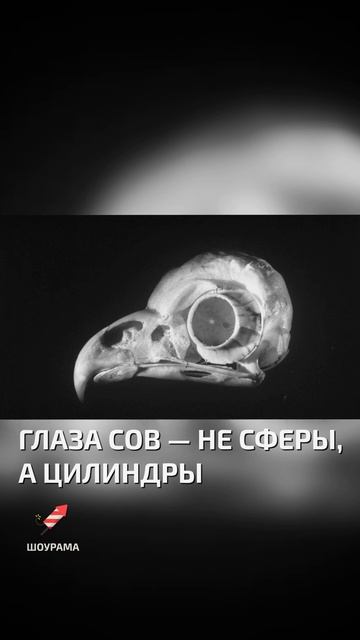 Почему совы крутят головой - интересные факты о птицах смотреть онлайн