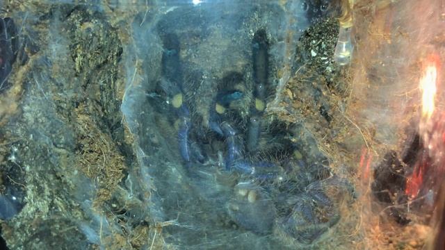 4K Poecilotheria metallica post-molt смотреть онлайн