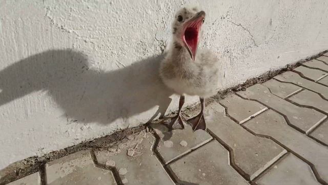 Scampering Squirrels