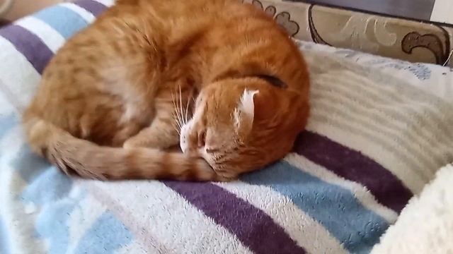 кошка спит смотреть онлайн