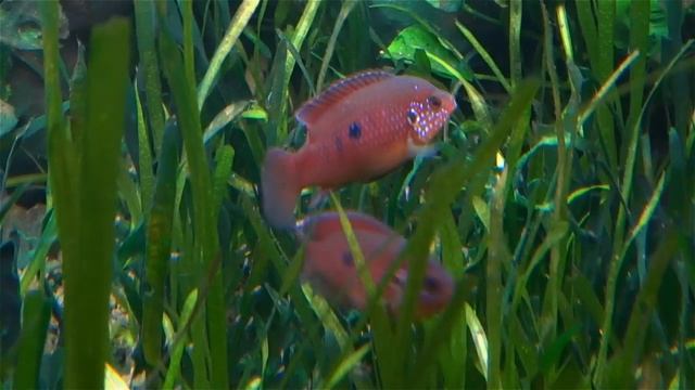 Hemichromis sp. Muanda (Hemichromis lifalili) guarding fry смотреть онлайн