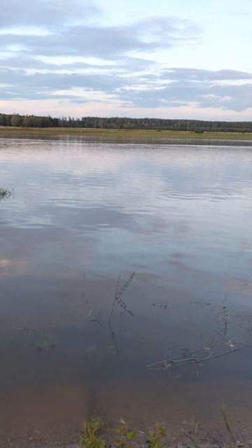 Щука на вертушку после дождя | pike is small #shorts #рыбалка #fishing #щуканавертушку #pikefishing смотреть онлайн