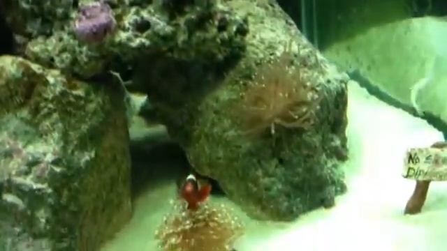 My 150 gal reef tank system смотреть онлайн