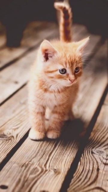 Cute cats images, Whatsapp dp Wallpaper photo, DP status, Latest cat wallpaper, Cute cat pictures смотреть онлайн