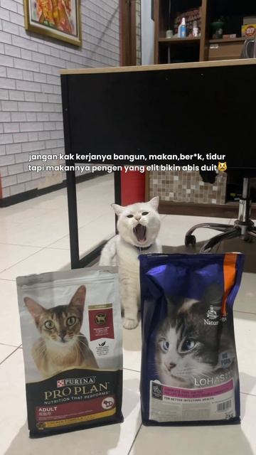 Jangann yaa dekk yaa #catlover #bsh #proplan #naturebridge #shorts смотреть онлайн
