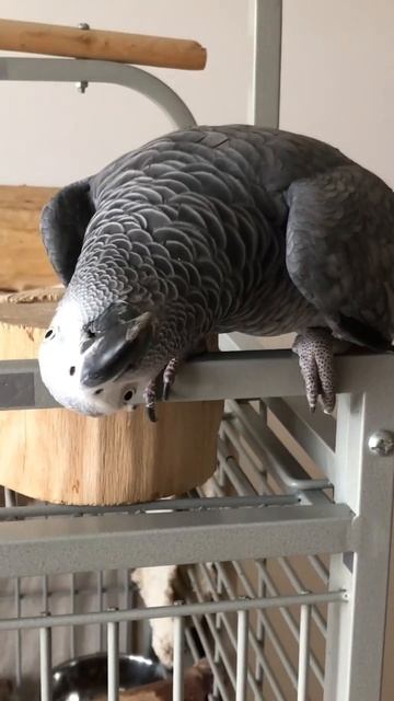 Жако Мидж: В чём дело, бро?… 🙃 #shorts #попугай #parrot #жако #africangrey смотреть онлайн