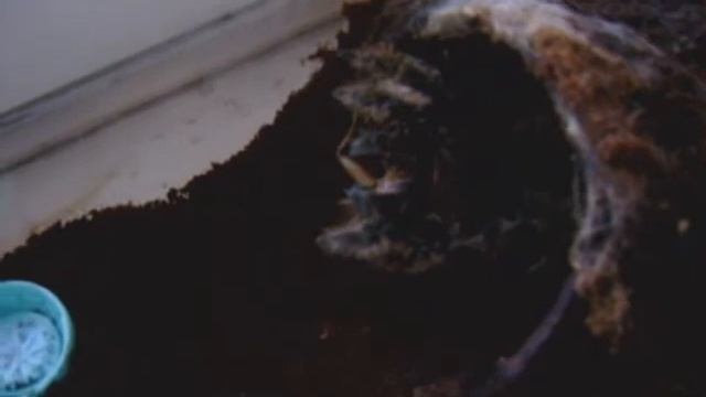 Brachypelma albopilosum vs. Gryllus assimilis смотреть онлайн