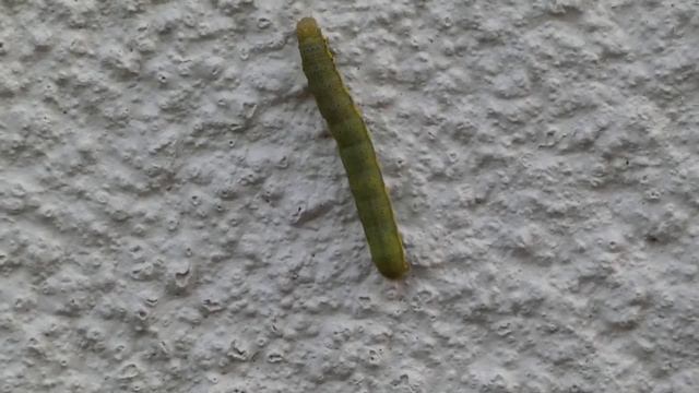 Large Yellow Underwing Caterpillar. смотреть онлайн